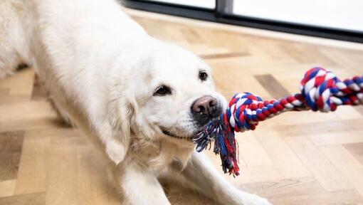 Best outdoor toys for sales dogs